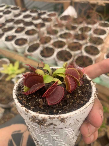 Imagen 4 de 4 de Dionaea Muscípula