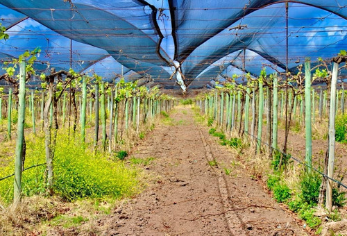 Greenwood Vende Inmaculada Finca En El Departamento De San Martin, Tres Porteña.