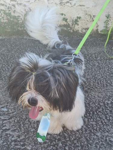 Cachorro Shih Tzu + Lhasa Apso. Macho