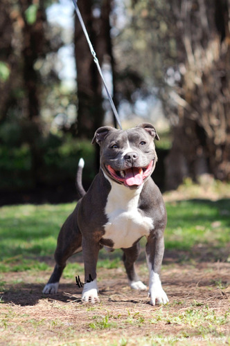 Avatar Staffordshire Bull Terrier Simplemente Lo Mejor
