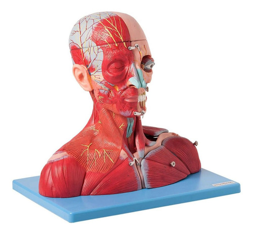 Cabeça E Pescoço Muscular Vasos Nervos Cérebro 19 Partes