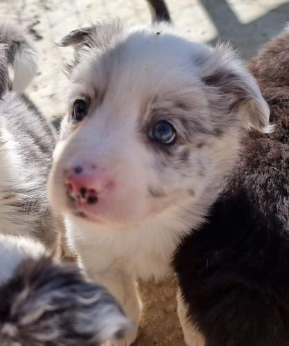 Tiernos Border Collie Inscritos Kennel Club