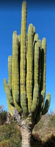 Pachycereus Pringlei, Cardon Gigante, Mp