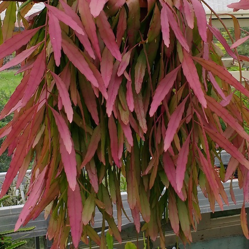 10 Sementes Cacto Macarrão Rhipsalis Ramulosa Suculenta