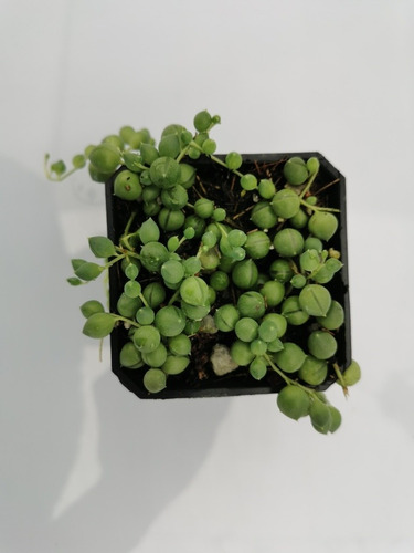 Imagen 8 de 11 de Suculenta Rosario (senecio Rowleyanus) 30 Pzas Envío Dhl