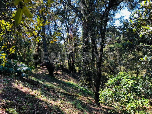 Terreno Venta Cocuatla Tepoztlan San Juan Tlacotenco Ocotes Tepoztlan Morelos