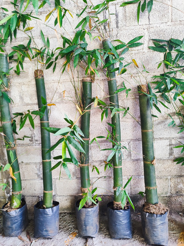 Tarros Bambu