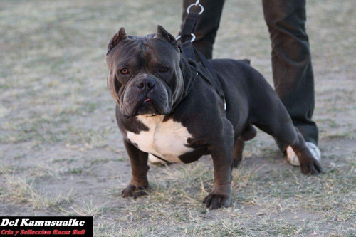American Bully