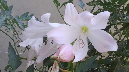 Bulbos De Amarilis, Belladona Y Crinum - Solo Bs As Y Caba