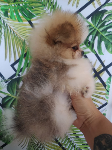 Imagem 3 de 4 de Filhotes De Lulu Da Pomerânia(spitz Alemão).pedi