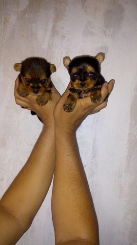 Hermosos Cachorritos Yorkshire Terrier Mini Precio Por Macho