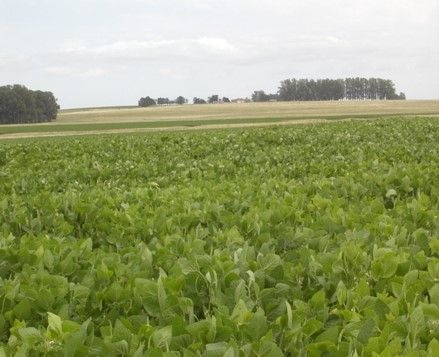 Imagen 7 de 15 de Terreno Campo En Venta Ubicado En Aguada, Montevideo