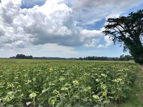 Venta Campo Agricola En Miramar, General Alvarado