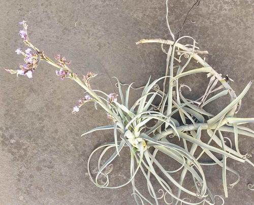 Semillas Tillandsia Duratii Exótica Clavel Del Aire Perfumad