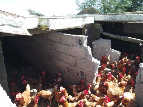 Gallinas Ponedoras De 1 Año Aproximadamente 