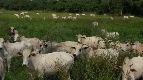 Fazenda De Gado Arinos Mg 2.250 Hectares 65.000,000,00 - 38491