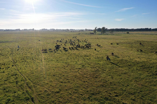Imagen 4 de 9 de Campo De 77 Has En Venta En Uribelarrea, Cañuelas