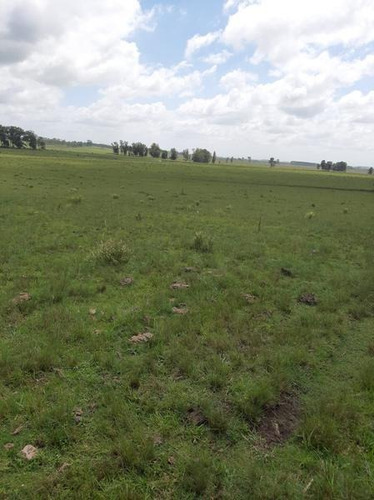 Se Vende Campo De 140 Hectáreas A 25 Km De Melo ,pegado A La Posta Del Chuy Sobre Ruta 26. Muy Buenos Suelos. Usd4000 Por Hectárea - Melo