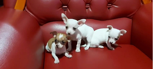 Chihuahuas Hembras 