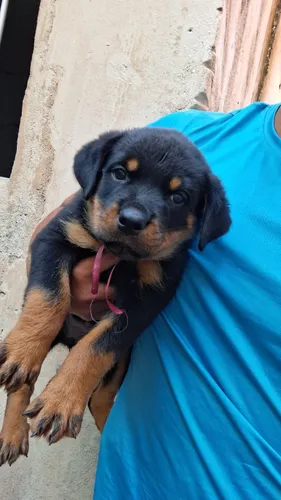 Filhotes De Rotweiller