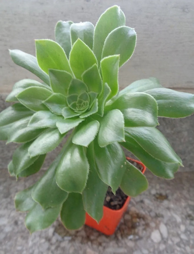 Aeonium Para Trasplantar Cultivo Artesanal Y Organico!