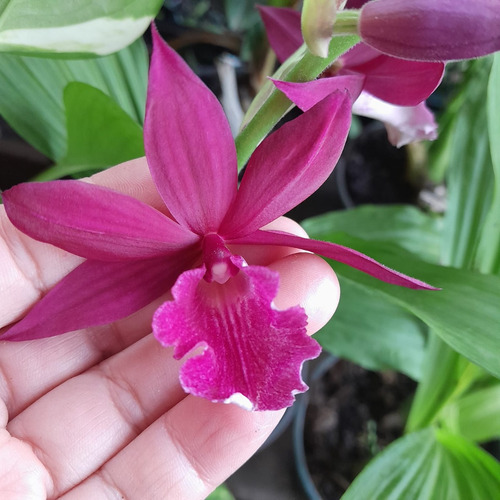 Orquídea Calanthe Vestita X Phaius Tankerville Sem Flor