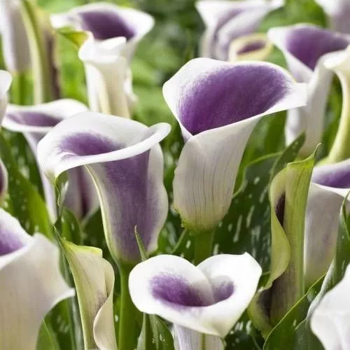 Bulbo / Planta De Alcatraz Calla Lily Color Morado 1pz