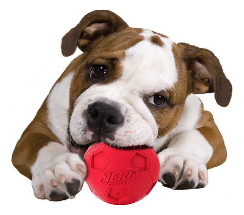 Bola de futebol para cães Nerf, brinquedo para cães