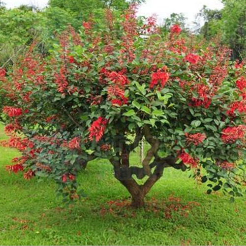 Arbol Ceibo, Árbol Del Coral T20/25cm 65lts