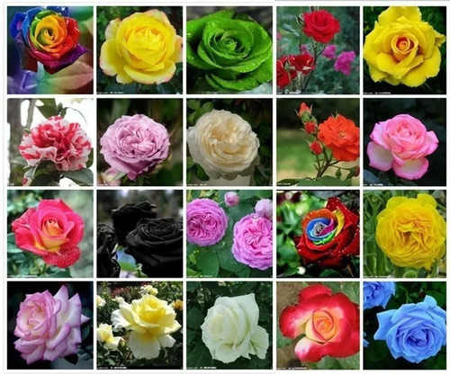 Kit 100 Sementes Rosas Exóticas E Coloridas - 20 Cores