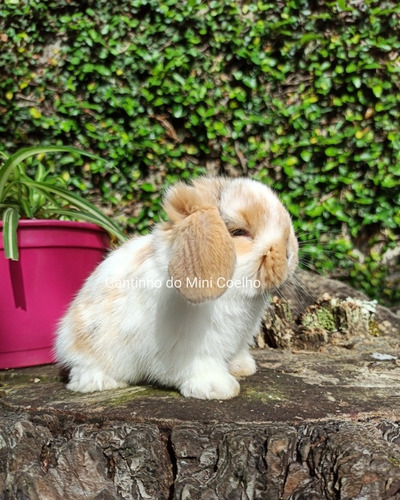 Mini Lop Uruguaio, Mini Coelho, Mini Lop