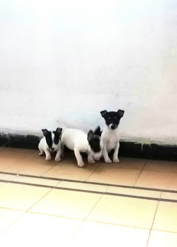 Fox Terrier Ratoneros Machos Blanco