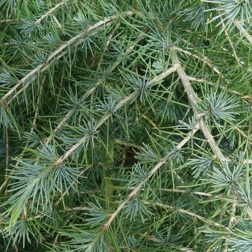 Imagen 2 de 6 de Pino Cedrus Deodara (ced.himal.) 30lts