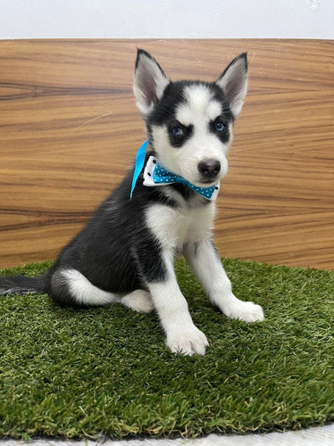 Husky Siberiano Ojos Azules