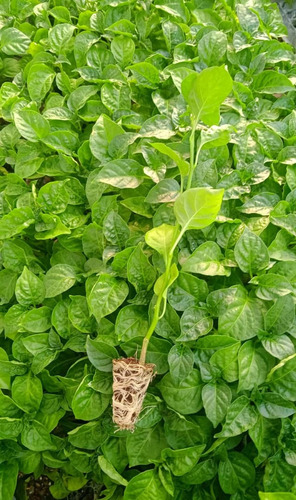 Plantulas, De Ají Rosita Amarillo