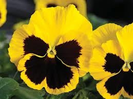 Pensamiento Amarillo 30 Semillas Media Sombra O Sol Sdqro2
