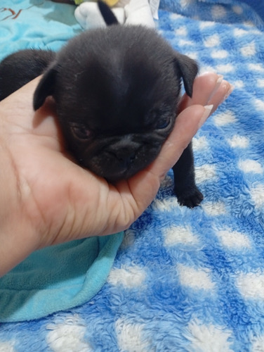 Pug