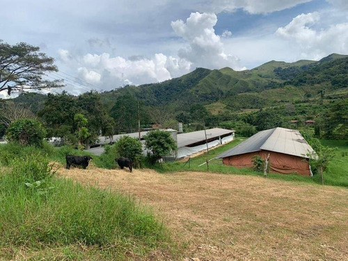 Imagen 6 de 15 de Rp Vende Finca Granja Avícola, Miranda, Estado Carabobo Rp 185.862