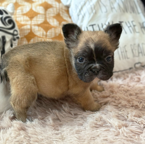 Bella Bulldog Frances Hembrita Fluffy Pelo Largo Con Papeles Fawn