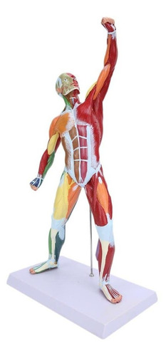 Modelo Sistema Muscular Multicolor Musculo Humano Estructura