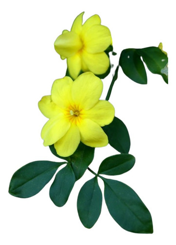 Jazmin Amarillo Paq 4 Pzas 11 Var Elegir , Envio Gratis
