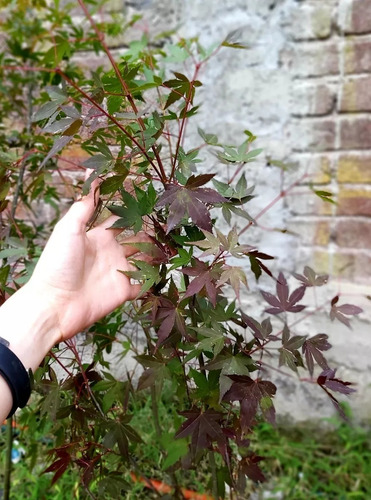 Maple Japones ( Planta ) Acer Palmatum 1.m , Arce Japones