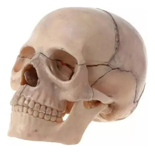 Cráneo Anatómico Modelo 1:2, Didáctico, Desmontable, 15 Piez