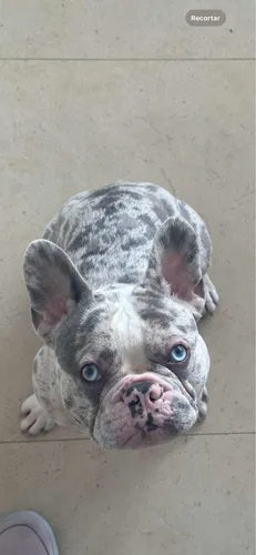 Servicio De Stud (monta) Bulldog Francés