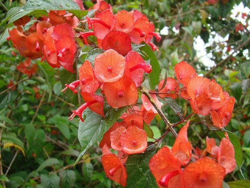 Imagem 3 de 6 de Muda De Chapéu Chinês - Holmskioldia Sanguinea - Com 40 Cm.