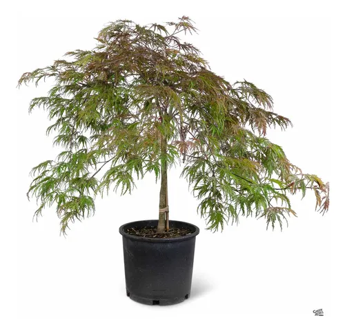 comprar Acer Palmatum Dissectum `inaba Shidare  Consulte