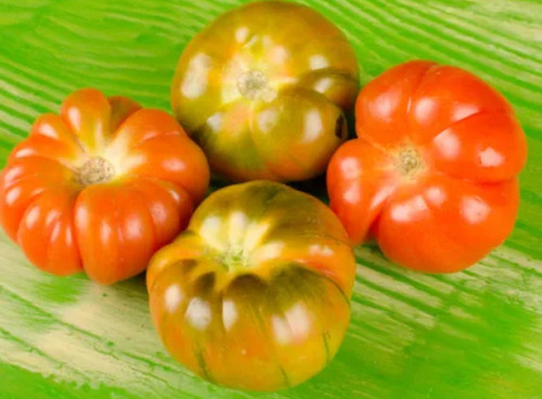 50 Semillas De Tomate Raf +instructivo 