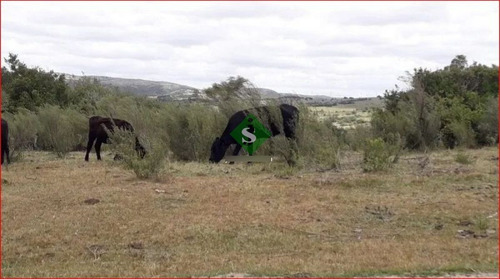 Imagen 3 de 13 de Venta De Campo Zona De Aigua, 121 Hectareas, Con Buen Acceso, Aguadas.