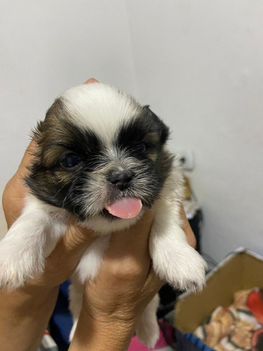 Vendo Cachorros Chitzzu  Tricolor 