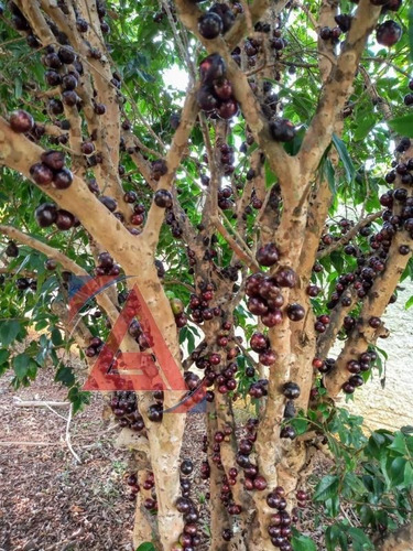 Imagem 8 de 15 de Ref.: 9045 - Chacara Em Araçoiaba Da Serra Para Venda - V9045
